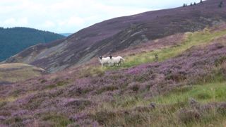 Elevage d'ovins viande en Ecosse. (©Terre-net Média.) Elevage d'ovins viande en Ecosse. (©Terre-net Média.)
