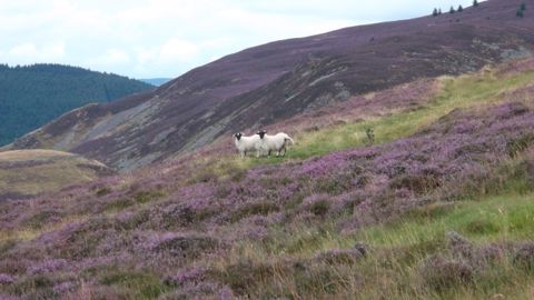 Elevage d'ovins viande en Ecosse. (©Terre-net Média.) Elevage d'ovins viande en Ecosse. (©Terre-net Média.)