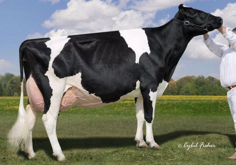 Lylehaven Lila Z EX-94, la Grand-mère maternelle d'Elava Isy (©Evolution/ C.Fisher)