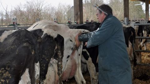 L'insémination doit avoir lieu entre 12 et 18 heures après le début des chaleurs. (©Terre-net Média)