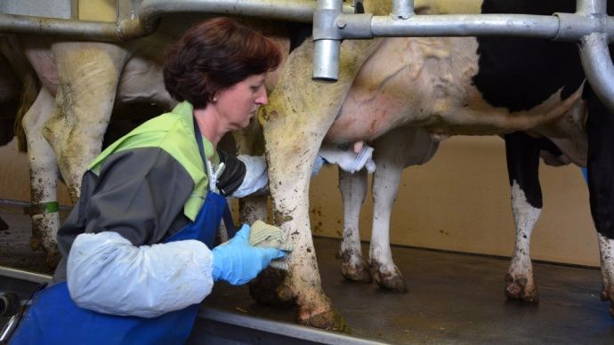 Traite des vaches