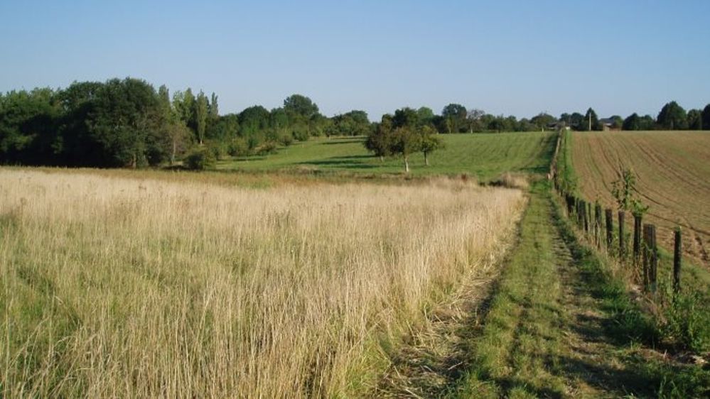 Pour obtenir le paiement vert, le parcellaire de l'exploitation doit comporter 5 % de terres arables en surfaces d'intérêt écologique. Cette condition oblige près d'un quart des agriculteurs à adapter leur assolement. (©Terre-net Média)
