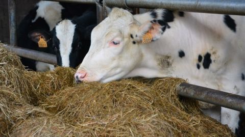 L'alimentation des génisses laitières doit leur permettre de développer leur capacité d'ingestion sans les engraisser. (©Terre-net Média)