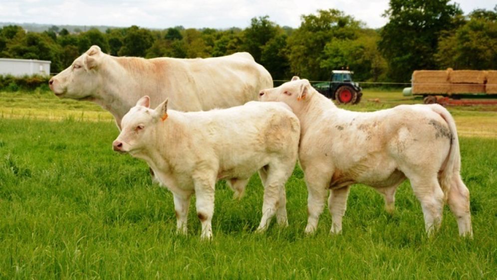 Les éleveurs ont jusqu'au 15 mai 2015 pour faire leur demande d'aides à la vache allaitante dans le cadre de la Pac 2015. (©Terre-net Média) Les éleveurs ont jusqu'au 15 mai 2015 pour faire leur demande d'aides à la vache allaitante dans le cadre de la Pac 2015. (©Terre-net Média)