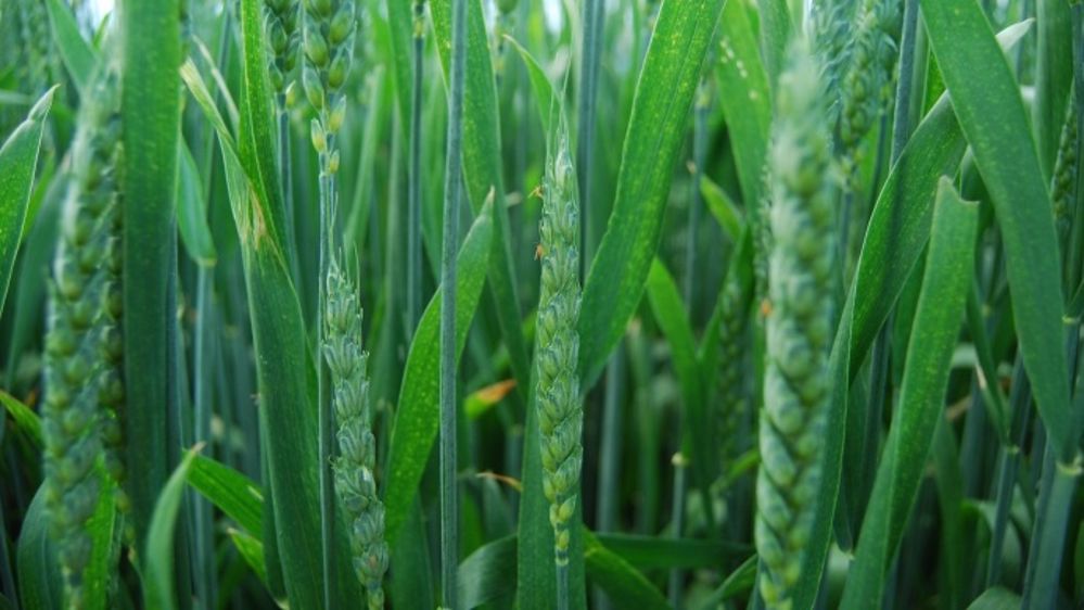 Le blé est sensible aux cécidomyies surtout au moment de la floraison. (©Arvalis)