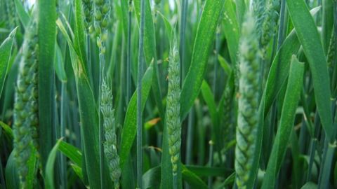 Le blé est sensible aux cécidomyies surtout au moment de la floraison. (©Arvalis)
