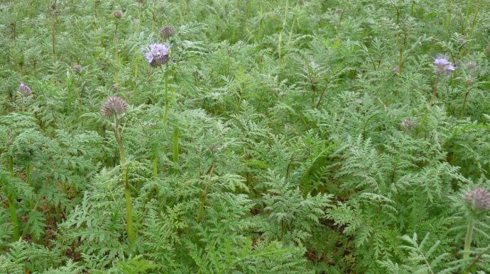 La phacélie fait partie des nombreuses Cipan prêtes à charmer l'agriculteur