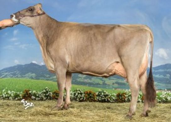 Grande, fille d Emival au Gaec des Rivieres (Lozere)