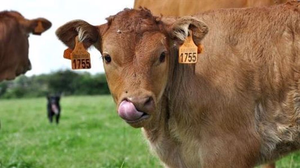 Selon Jean-Paul Simier, l’Asie restera cette année par sa croissance démographique<br />et économique, un pôle essentiel du marché des viandes (©Terre-net Média)