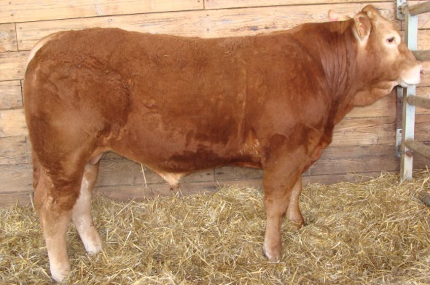 Jarry, né chez Jean-Philippe Brossillon en Indre-et-Loire part en Lorraine pour 10.800 euros. (©Lanaud)