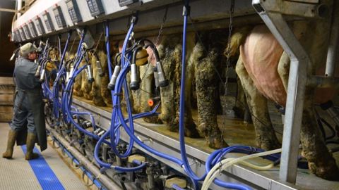 La tarissement court convient bien aux fortes productrices qui n'ont pas de problèmes de cellules. (©Terre-net Média)