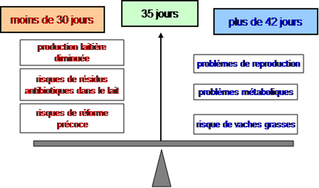 Le tarissement à 35 jours évite que la vache ne s'engraisse trop.