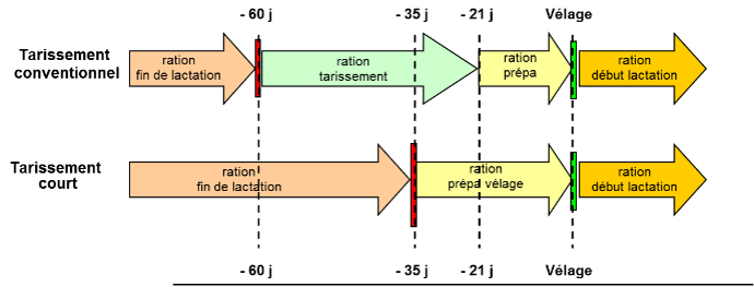 Alimentation des vaches taries 