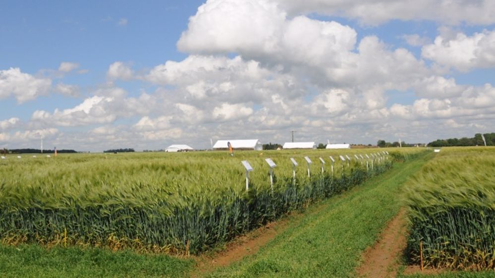 En cas de rapprochement, Monsanto prévoit de céder l'activité semences de Syngenta. (©Terre-net Média)