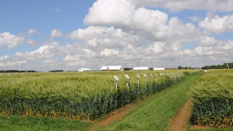 En cas de rapprochement, Monsanto prévoit de céder l'activité semences de Syngenta. (©Terre-net Média)