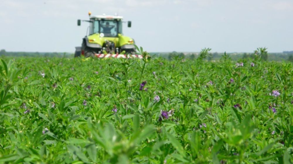 Il faut faucher la luzerne à plat, dès la disparition de la rosée afin de profiter d’une exposition maximale aux rayons du soleil dès le premier jour. (©Terre-net Média)