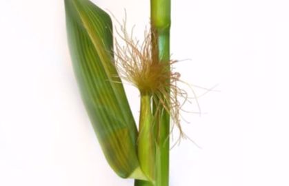 Soie du maïs (©Arvalis-Institut du végétal) 