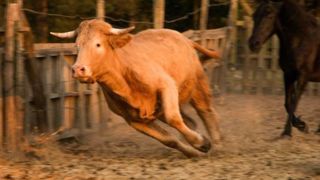 Marguerite, aurait sans doute pu faire une brillante carrière de course landaise !-) (©<a target="_blank" href="https://www.facebook.com/pages/Association-Stephane-Lamart/551041748241063?fref=photo">Association Stéphane Lamart</a>) Marguerite, aurait sans doute pu faire une brillante carrière de course landaise !-) (©<a target="_blank" href="https://www.facebook.com/pages/Association-Stephane-Lamart/551041748241063?fref=photo">Association Stéphane Lamart</a>)