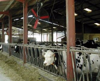 Il faut compter un ventilateurs vertical pour une dizaine de vaches. Il faut compter un ventilateurs vertical pour une dizaine de vaches.
