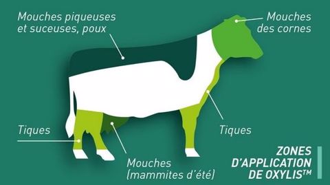 Oxylis est un répulsif en spray contre les parasites externes des bovins. (©Vetalis)