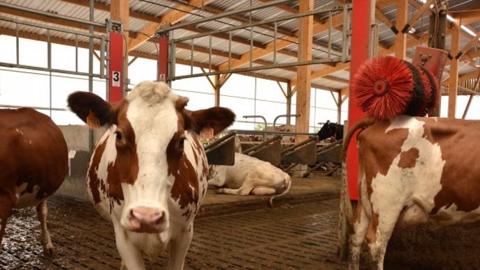 Les portes télécommandées Boetech se baissent pour enfermer une vache devant le robot. 