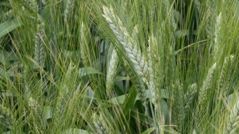 FranceAgriMer table sur une production mondiale de blé dur de 34,8 Mt contre 32,8 Mt en 2014, soit une progression de 2 Mt.  (©Terre-net Média)