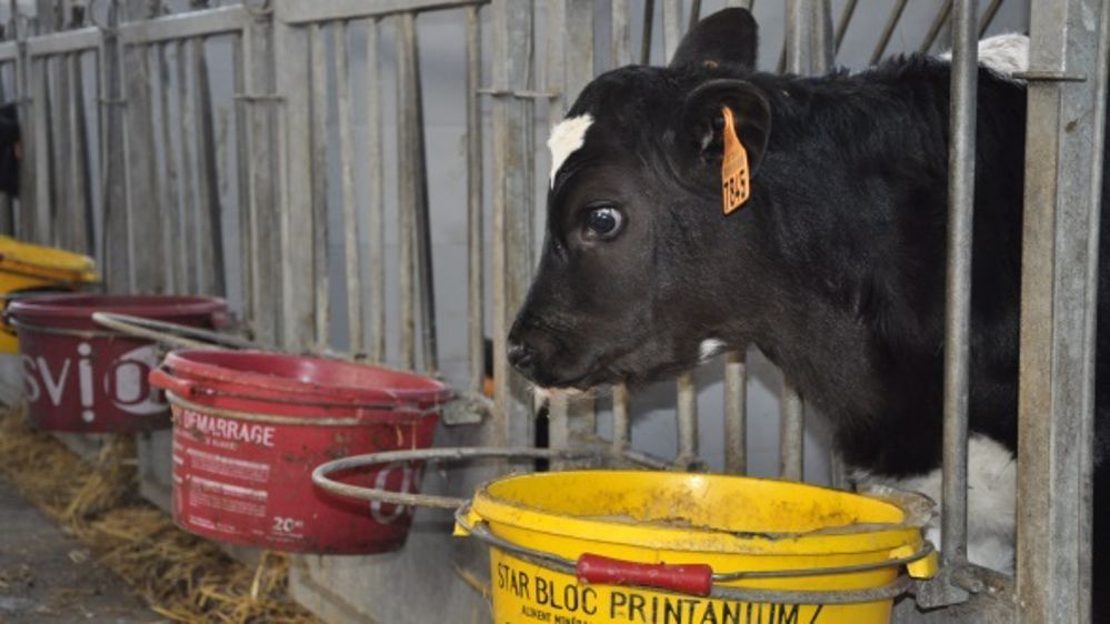 Les veaux holsteins homozygotes souffrent de diarrhées chroniques et sont négatifs aux analyses de pathogènes. (©Terre-net Média)