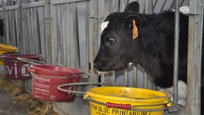 veau holstein