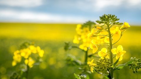 Semences de France distingue les variétés de colza les plus performantes sur les composantes de sécurisation du rendement. (©Semences de France) Semences de France distingue les variétés de colza les plus performantes sur les composantes de sécurisation du rendement. (©Semences de France)