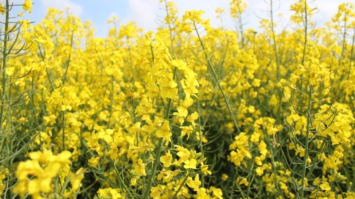 Colza en fleur