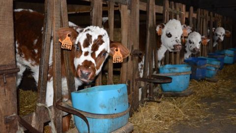 Outre Escherichia coli, Salmonella, les rotavirus et les coronavirus, Cryptosporidium parvum est un agent entéropathogène fréquemment rencontré chez les veaux atteints de diarrhée néonatale.(©Terre-net Média)