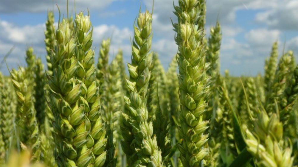 Deux blés complètent l'offre Agri Obtentions. (©Agri Obtentions)