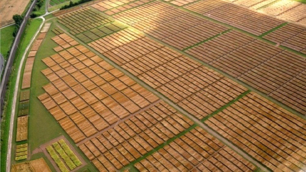 Sélection de variétés de céréales Kws Momont. (©Momont)