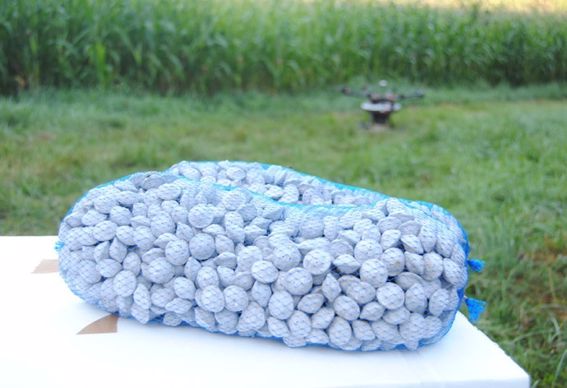 Capsules de trichogrammes.