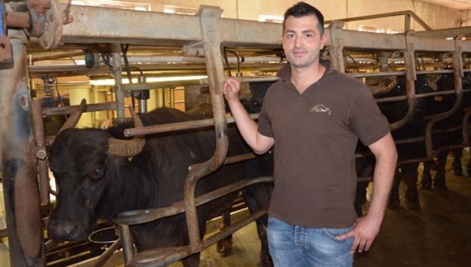 traite bufflonnes Moris