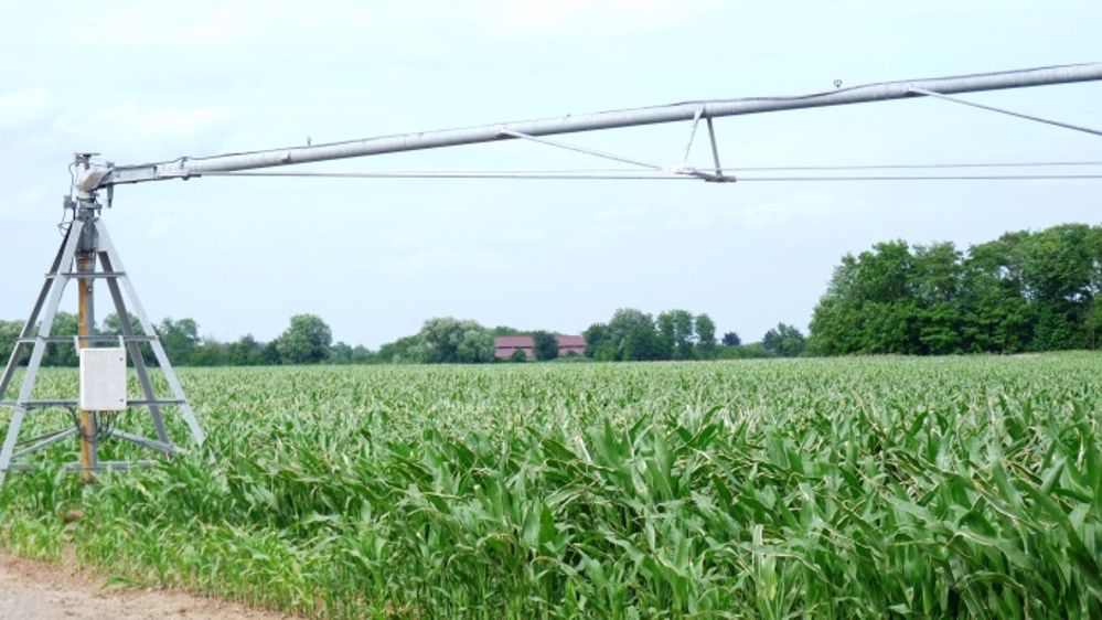En France, 40 % des maïs sont irrigués. (©Terre-net Média)