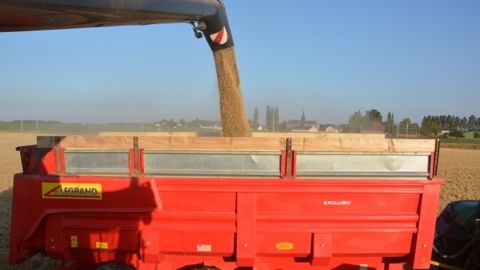 La récolte de blé devrait atteindre les 39,3 millions de tonnes selon Agreste (©Terre-net Média)