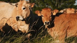 Le label rouge « Boeuf fermier d'Aubrac » et l'Igp « Fleur d'Aubrac » permettent de mieux valoriser la viande. (©www.race-aubrac.com) Le label rouge « Boeuf fermier d'Aubrac » et l'Igp « Fleur d'Aubrac » permettent de mieux valoriser la viande. (©www.race-aubrac.com)