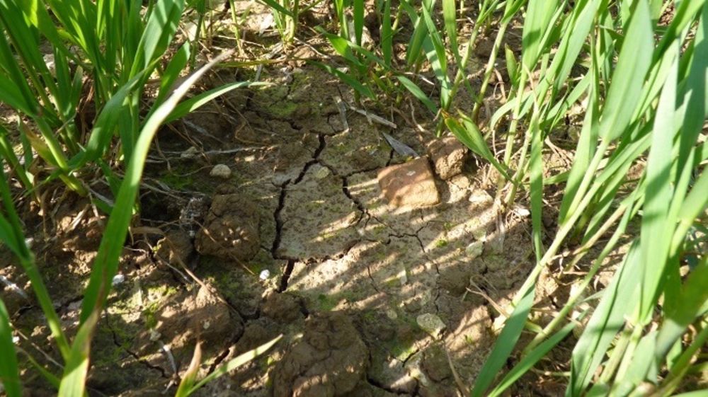 Dans les champs, la terre s'assèche un peu plus à chaque épisode de canicule. (©Terre-net Média)  