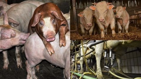 Au-delà du porc, c'est l'élevage français dans son ensemble qui traverse une profonde crise. En juin, ce sont les éleveurs bovins qui manifestaient, suivis en juillet par les éleveurs laitiers. (©Terre-net Média)