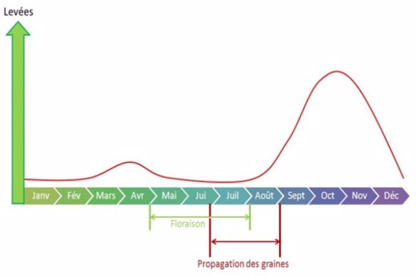 Figure 1 : Périodes de levées préférentielles du vulpin des champs