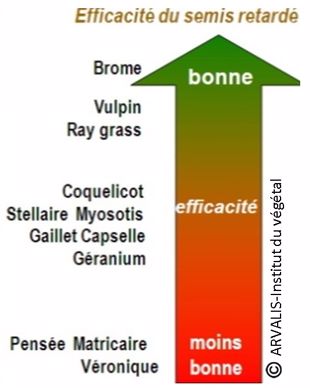 Figure 2 : Efficacité du semis retardé sur quelques adventices