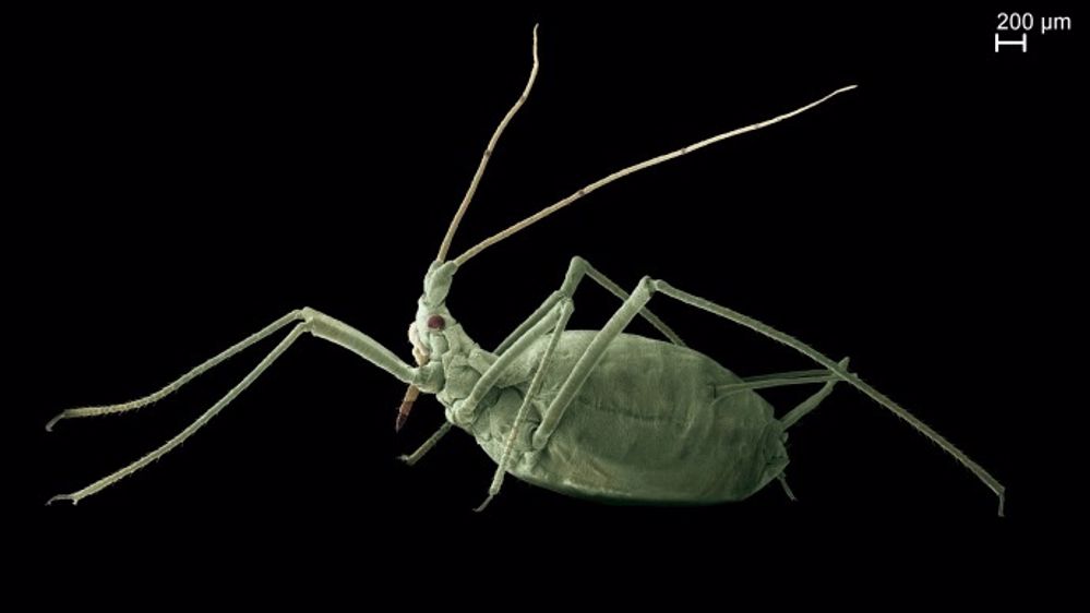 Puceron du pois, Acyrthosiphon pisum, en microscopie électronique à balayage. Colorisation des yeux et des pièces buccales. (©Borenztajn Stephan, Rahbe Yvan, Inra)