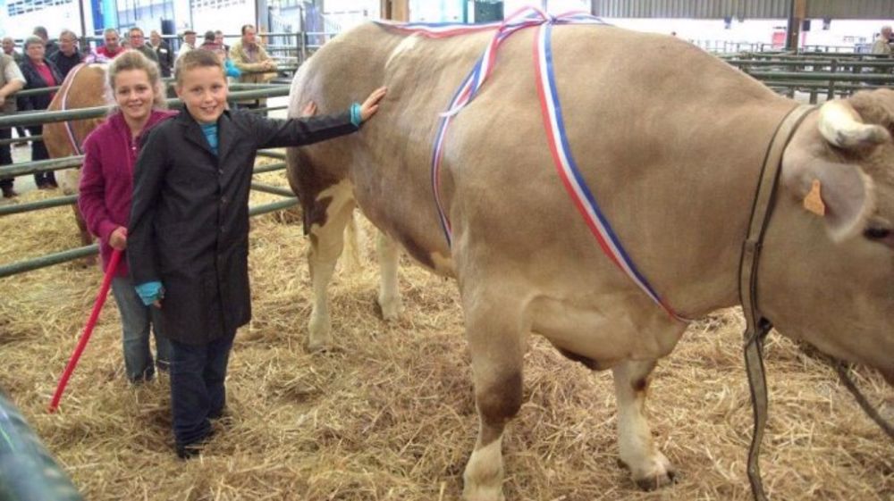 Marie et Mathieu Portmann, âgés de seulement 12 et 10 ans, étaient à l’aise avec leur énorme animal et fiers de leur victoire.  (©Acti-Ouest)