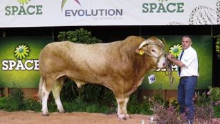 Helios, champion Blond d'Aquitaine, appartient à Olivier Tarlève. (©Arsoe) Helios, champion Blond d'Aquitaine, appartient à Olivier Tarlève. (©Arsoe)