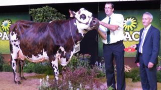 France est la grande championne normande et meilleure mamelle adulte. Elle appartient à l'Earl Arondel. (©Arsoe) France est la grande championne normande et meilleure mamelle adulte. Elle appartient à l'Earl Arondel. (©Arsoe)