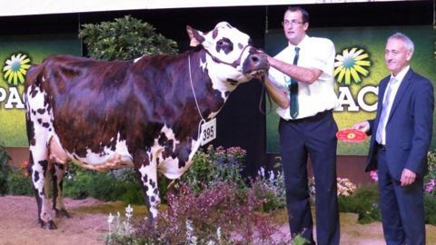France est la grande championne normande et meilleure mamelle adulte. Elle appartient à l'Earl Arondel. (©Arsoe) France est la grande championne normande et meilleure mamelle adulte. Elle appartient à l'Earl Arondel. (©Arsoe)