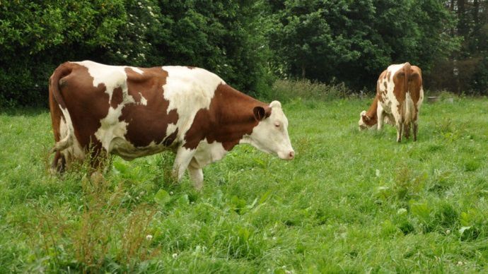 Vache laitière