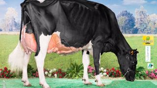 Cendrillon, Championne Adulte et Grande Championne Holstein Space 2015 - Co-propriété : Gaec des Grilles, Francine & Gérard Denis, Romain Prelle (Orne) (©Domenico Restelli) Cendrillon, Championne Adulte et Grande Championne Holstein Space 2015 - Co-propriété : Gaec des Grilles, Francine & Gérard Denis, Romain Prelle (Orne) (©Domenico Restelli)