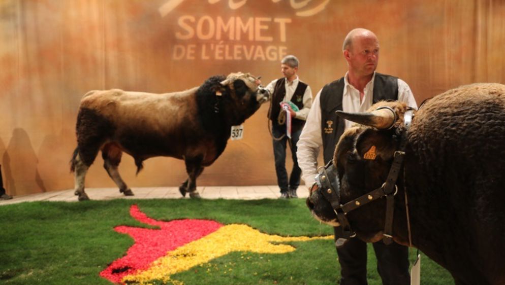 Le sommet de l'élevage se tiendra du 7 au 9 octobre, au coeur de la zone interdite. Prés de la moitié des animaux devraient être présents. (©Terre-net Média)